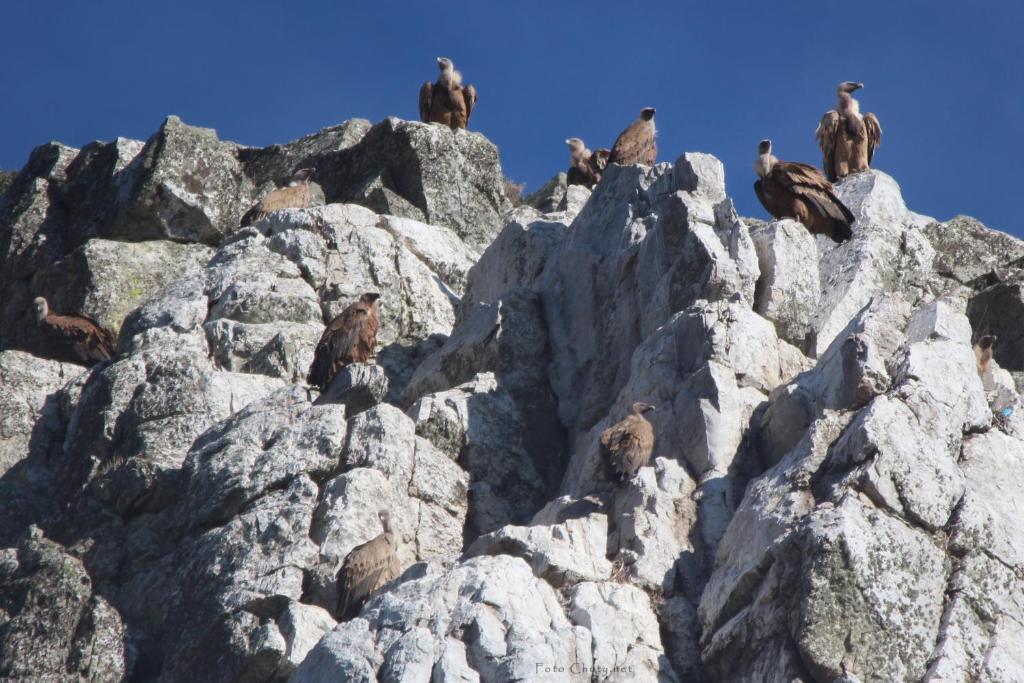 Torrejón el RubioSierra De Monfragueアパートメント エクステリア 写真